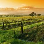 Napa