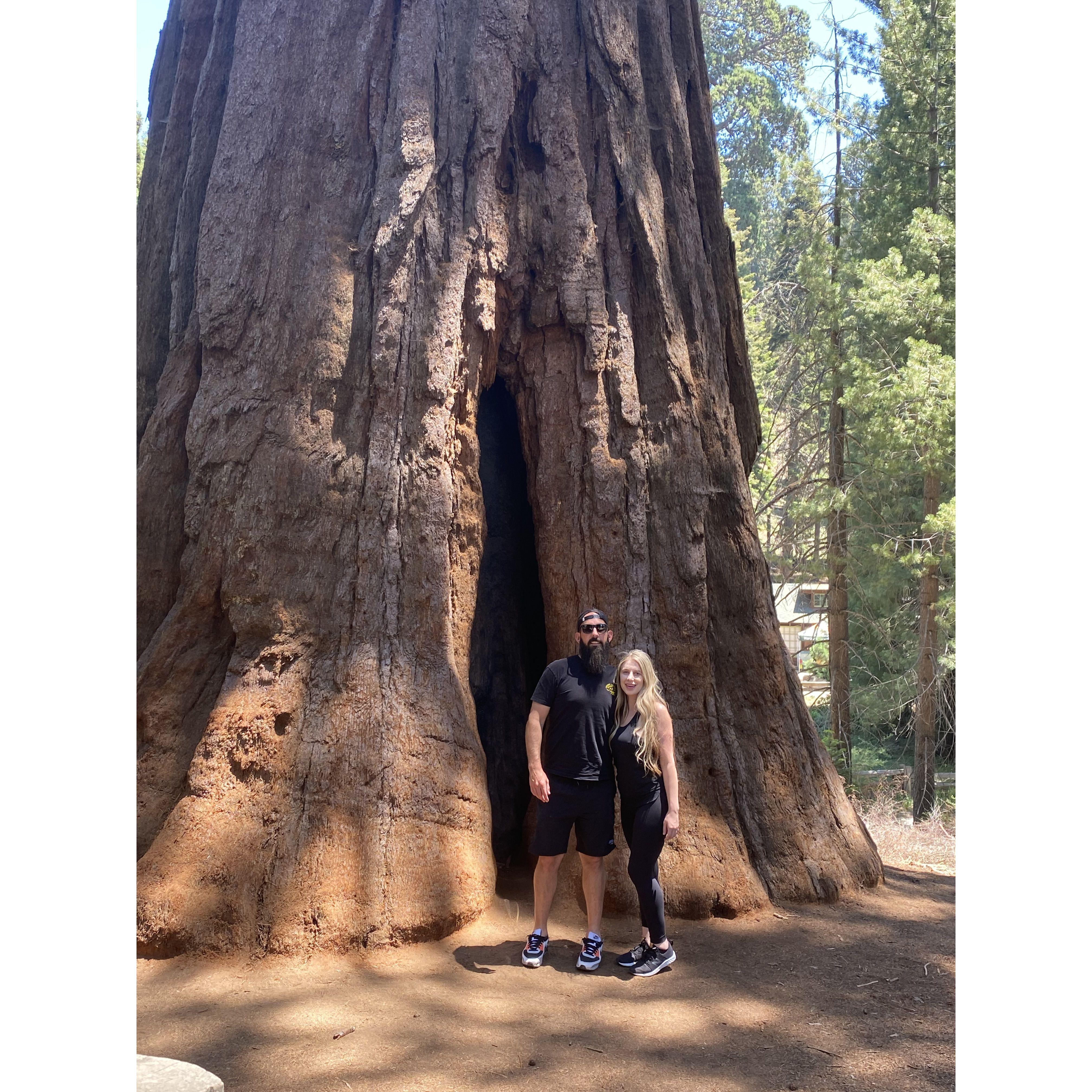 Redwood Three Rivers 2021