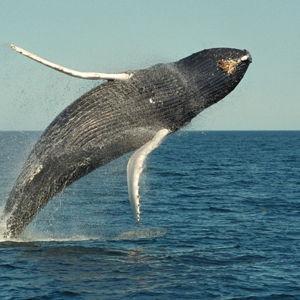 Whale-watching Tour