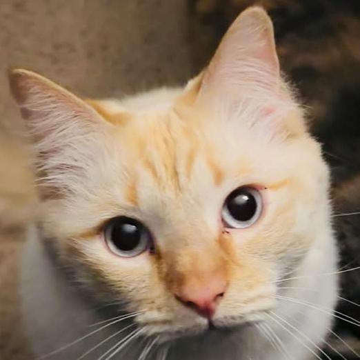Cat Fund