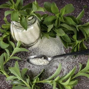 Stevia Seeds