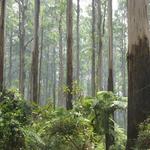 Dandenong Ranges