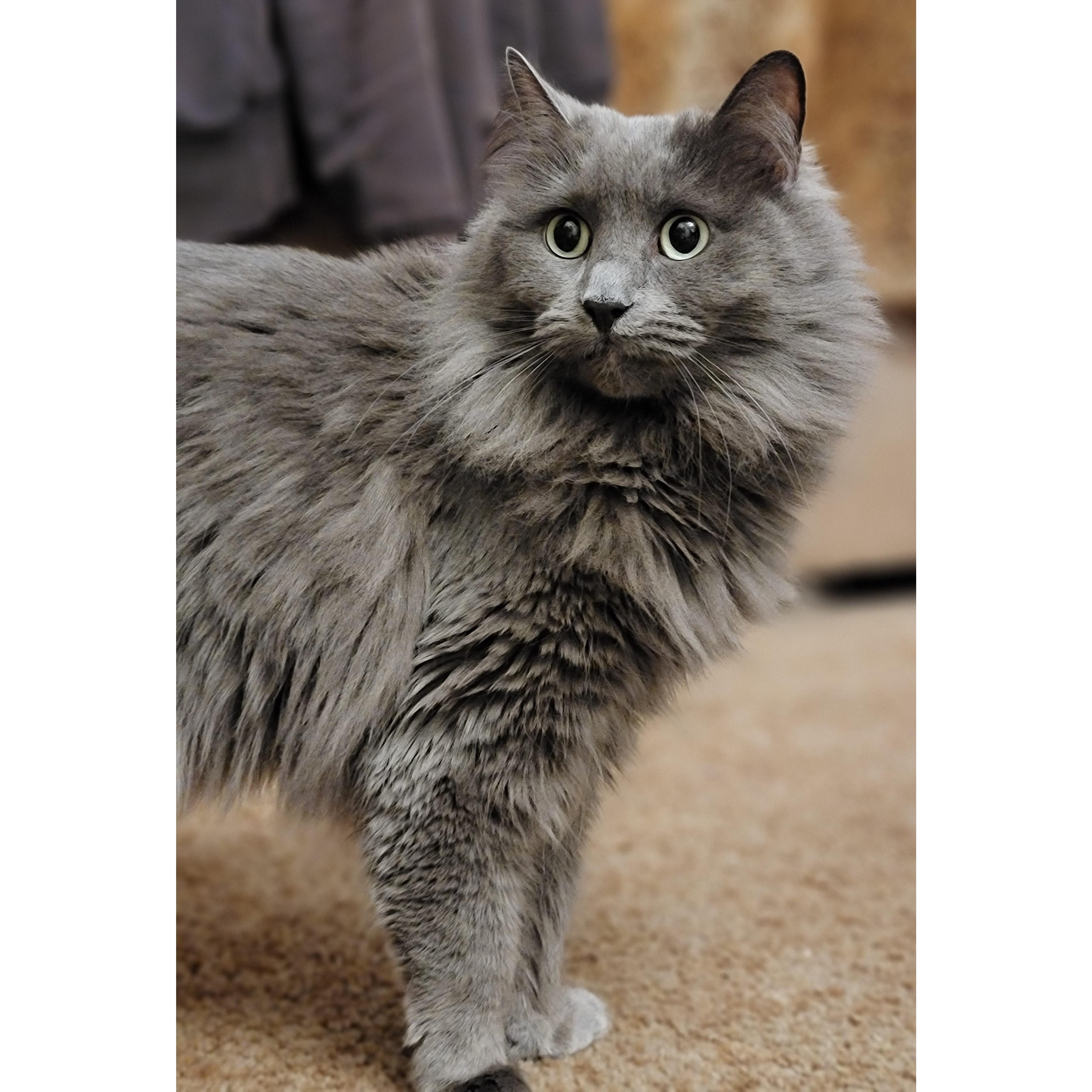 Our sweet KitKat. She is a nebelung.