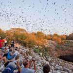 Bracken Cave Preserve (Bat Conservation International Inc Events)