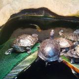 Upper Peninsula Children's Museum