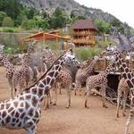 Cheyenne Mountain Zoo Road