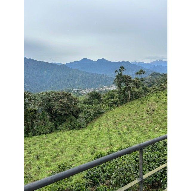 Coffee plants