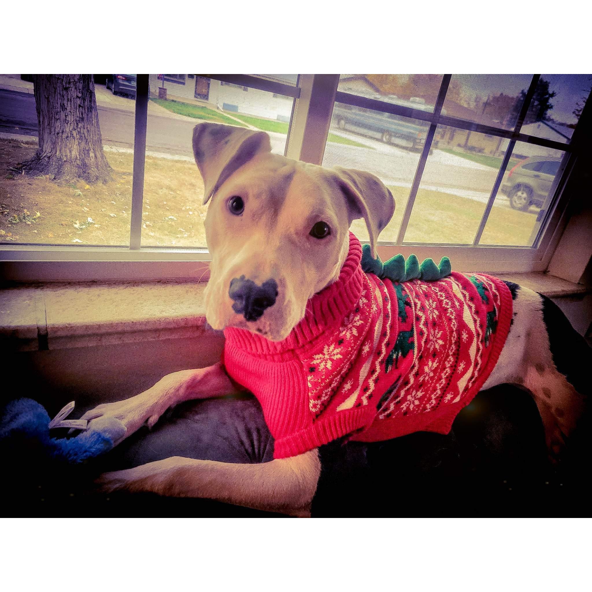 The best way to spread holiday cheer is barking loud for all to hear.