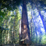 Henry Cowel State Park
