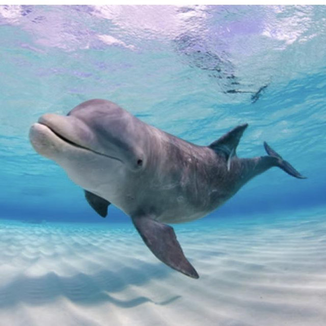 Paradise Excursions Half Day Tour Turks and Caicos