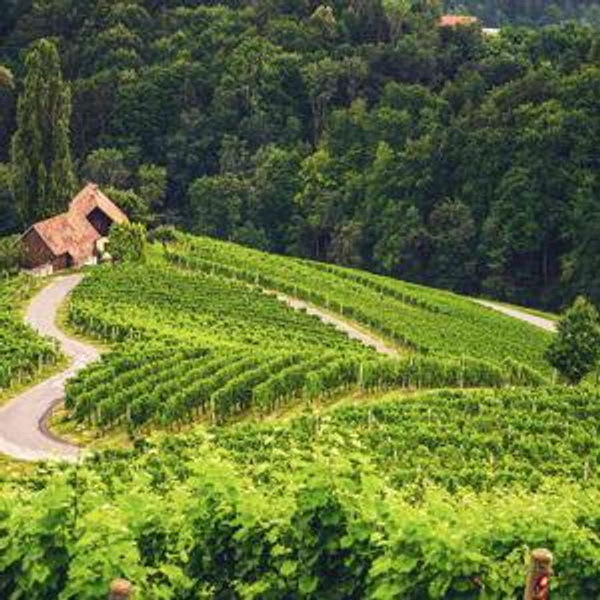 Wine Tasting in Slovenia
