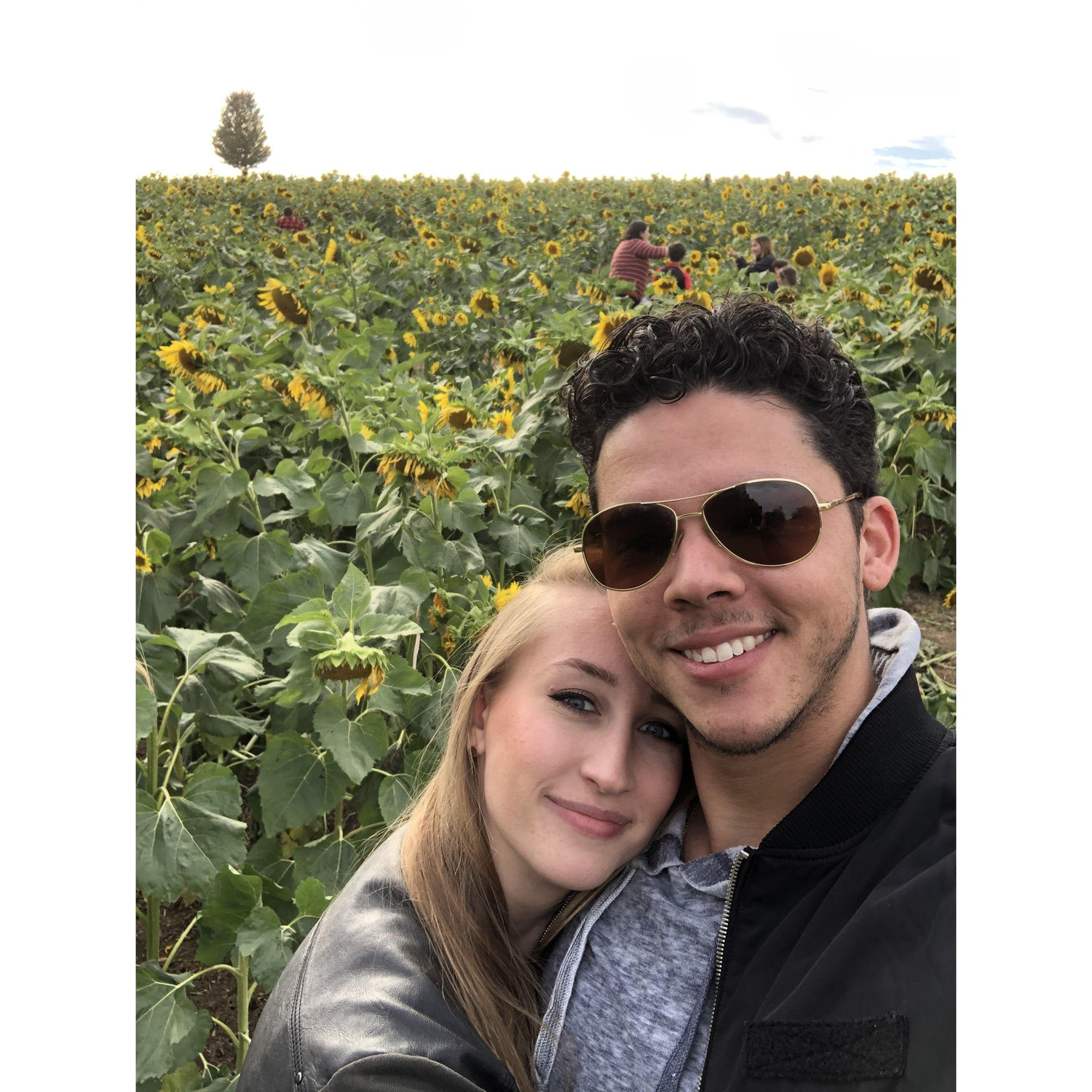 Sunflower field