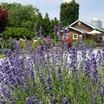 Lavender Fields