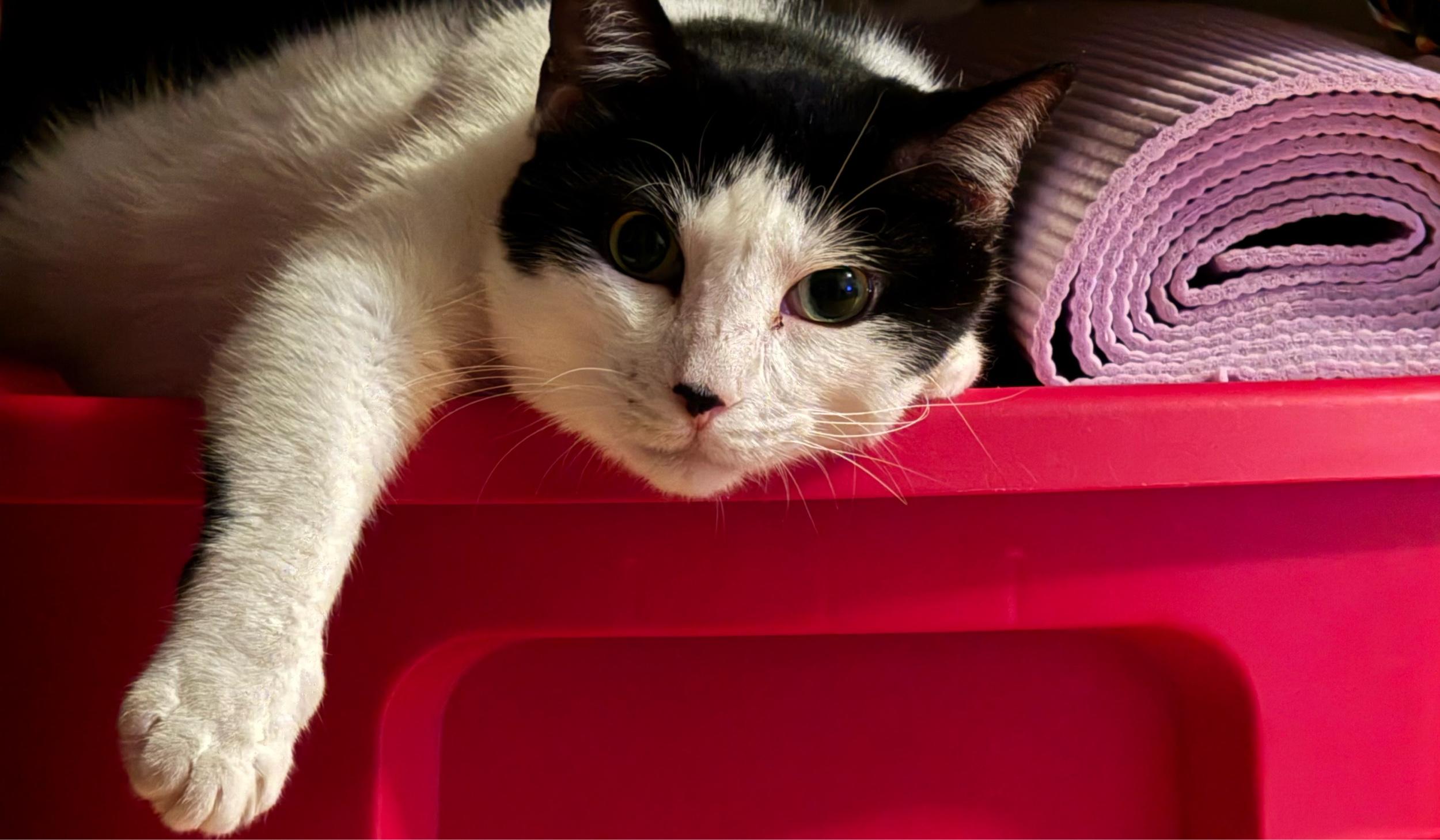 The Wedding Website of Trista Johnson and Brittany McBee