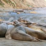 View Elephant Seals