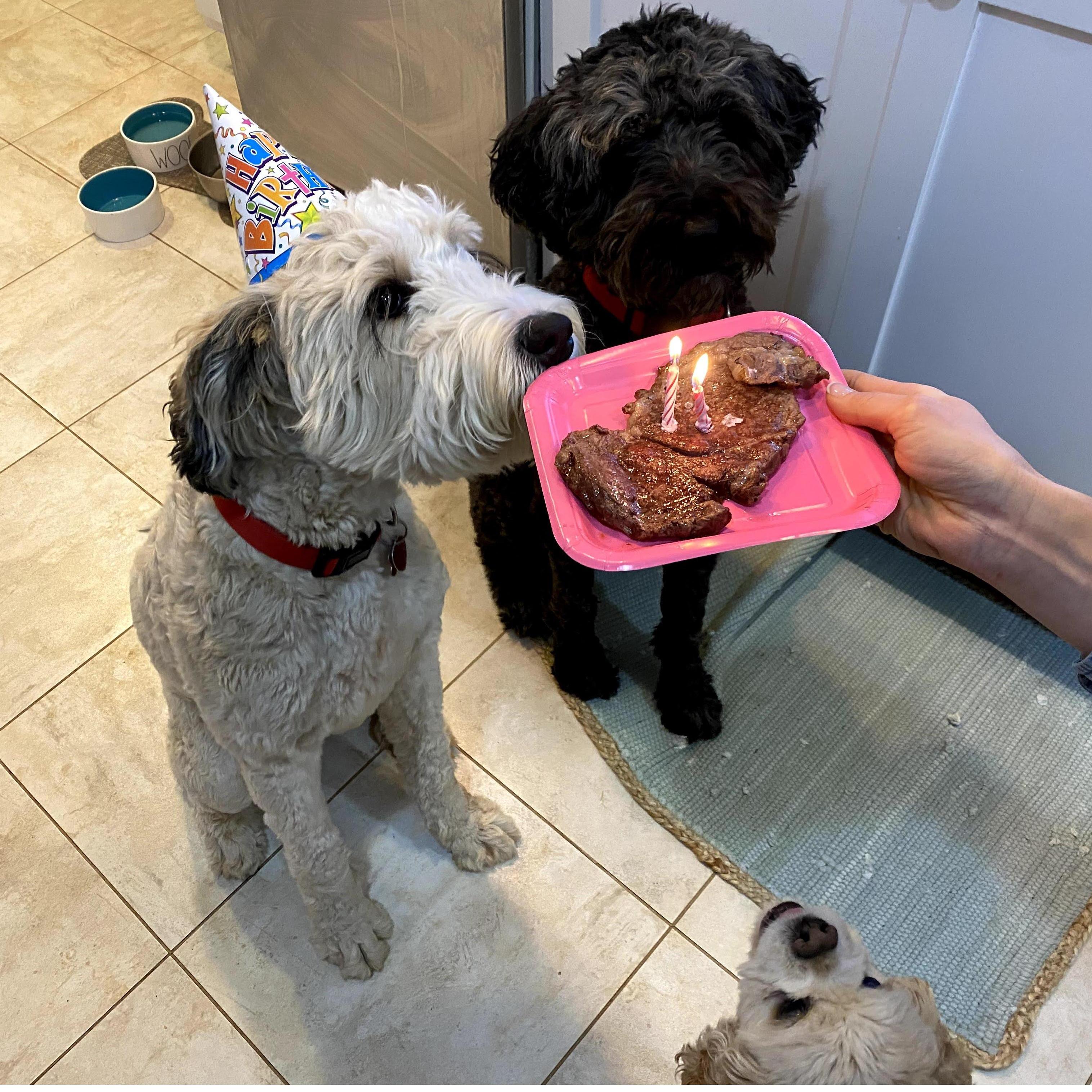 Dixie turns two!