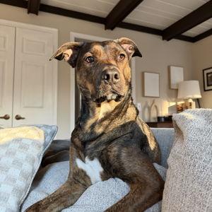 Pet Care Fund