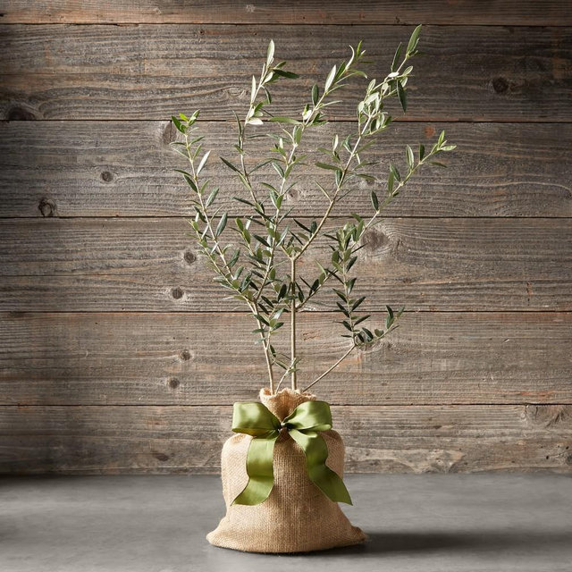 Mini Olive Tree