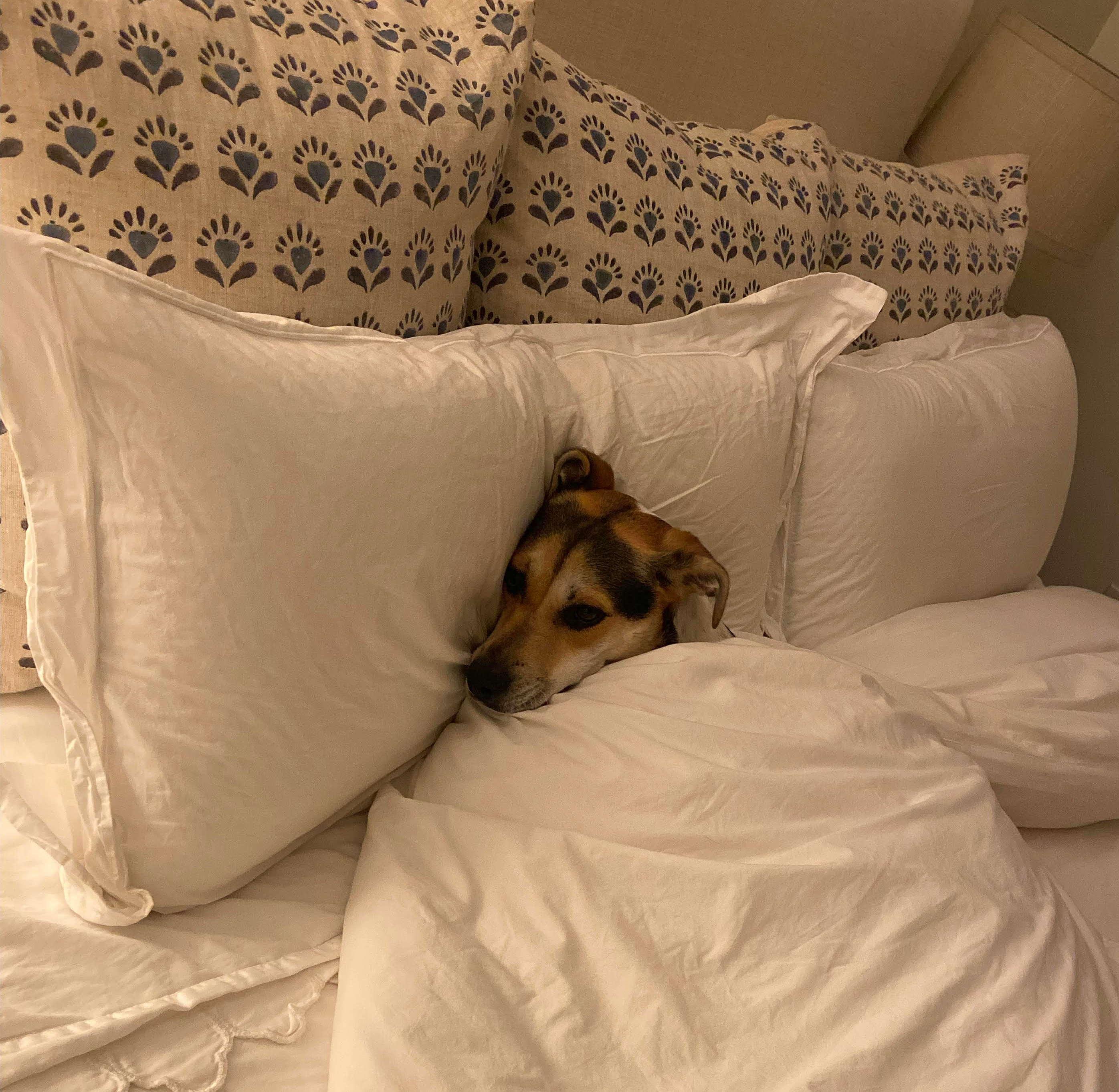 The Wedding Website of Stuart Haddow and Olivia Batty