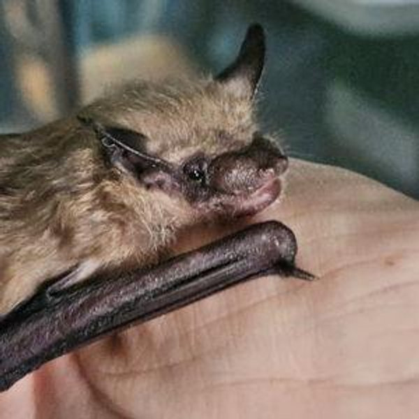Bat care & rescue Fund