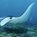 Scuba Diving / Snorkeling - Nusa Penida