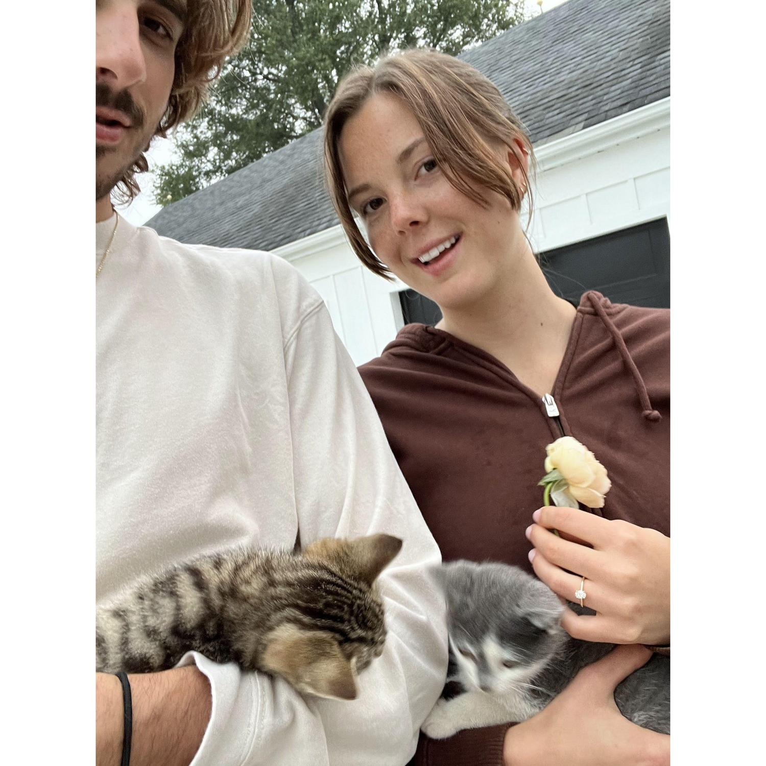 Kittens and a rose
