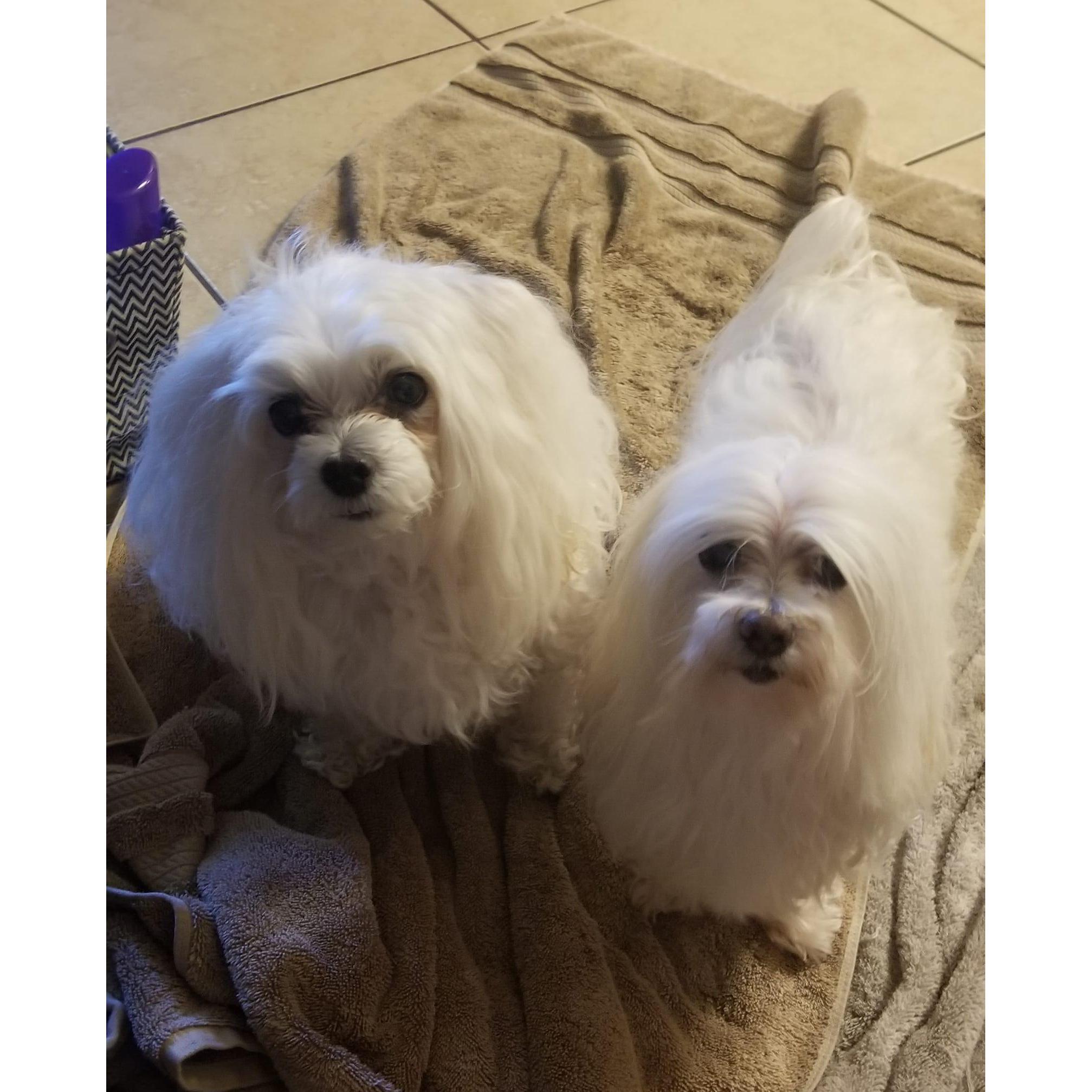Our sweet puppy angels, Goldie and Jewel.