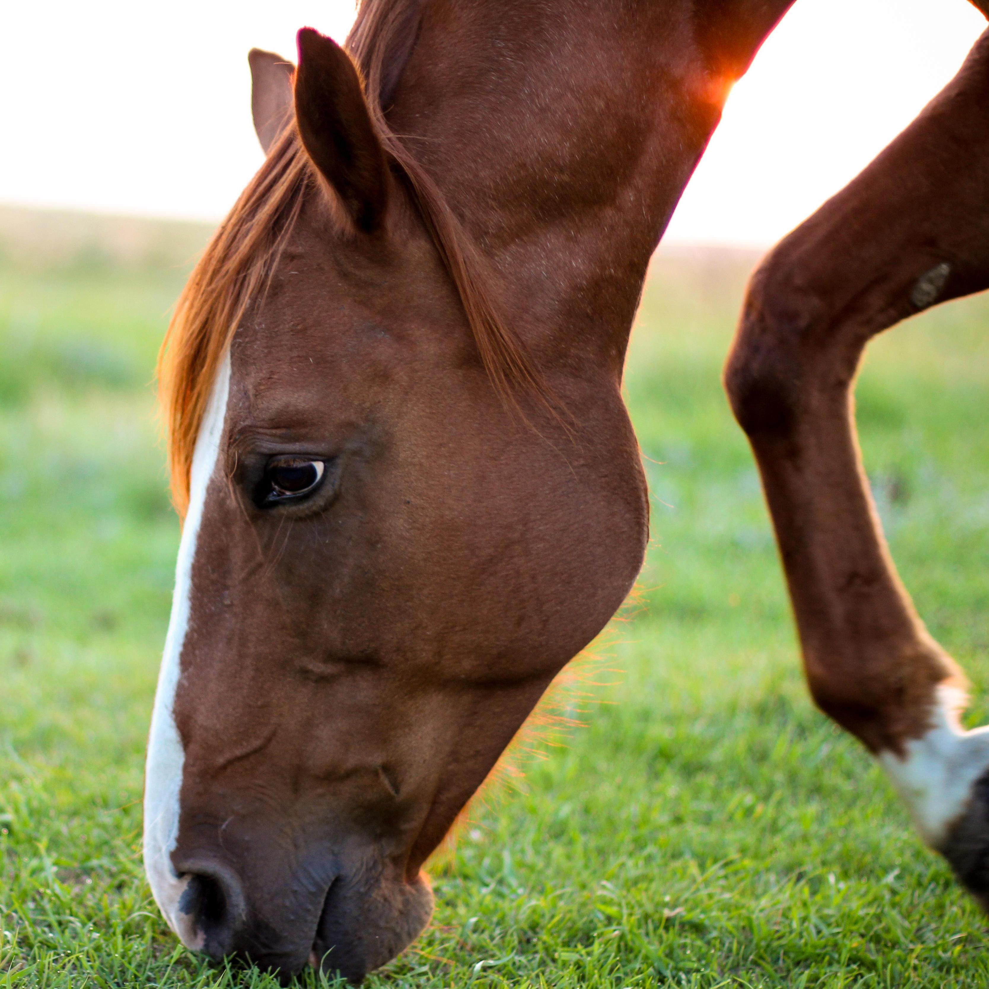 Morningstar Farms