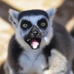 Lost Creek Safari, LLC