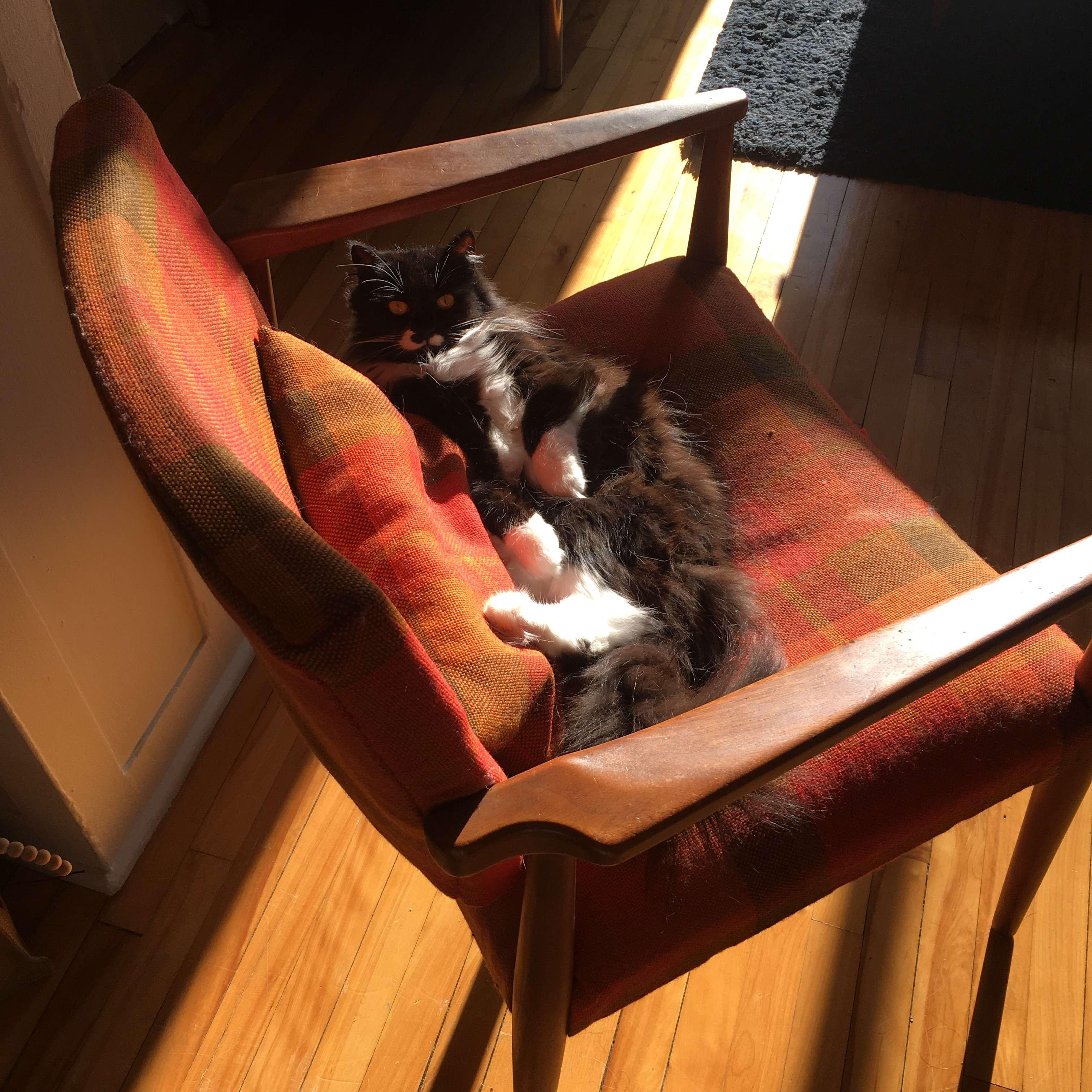 Our sweet Juniper, the sunniest bean, in Grandmaman's chair.