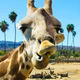 San Diego Zoo