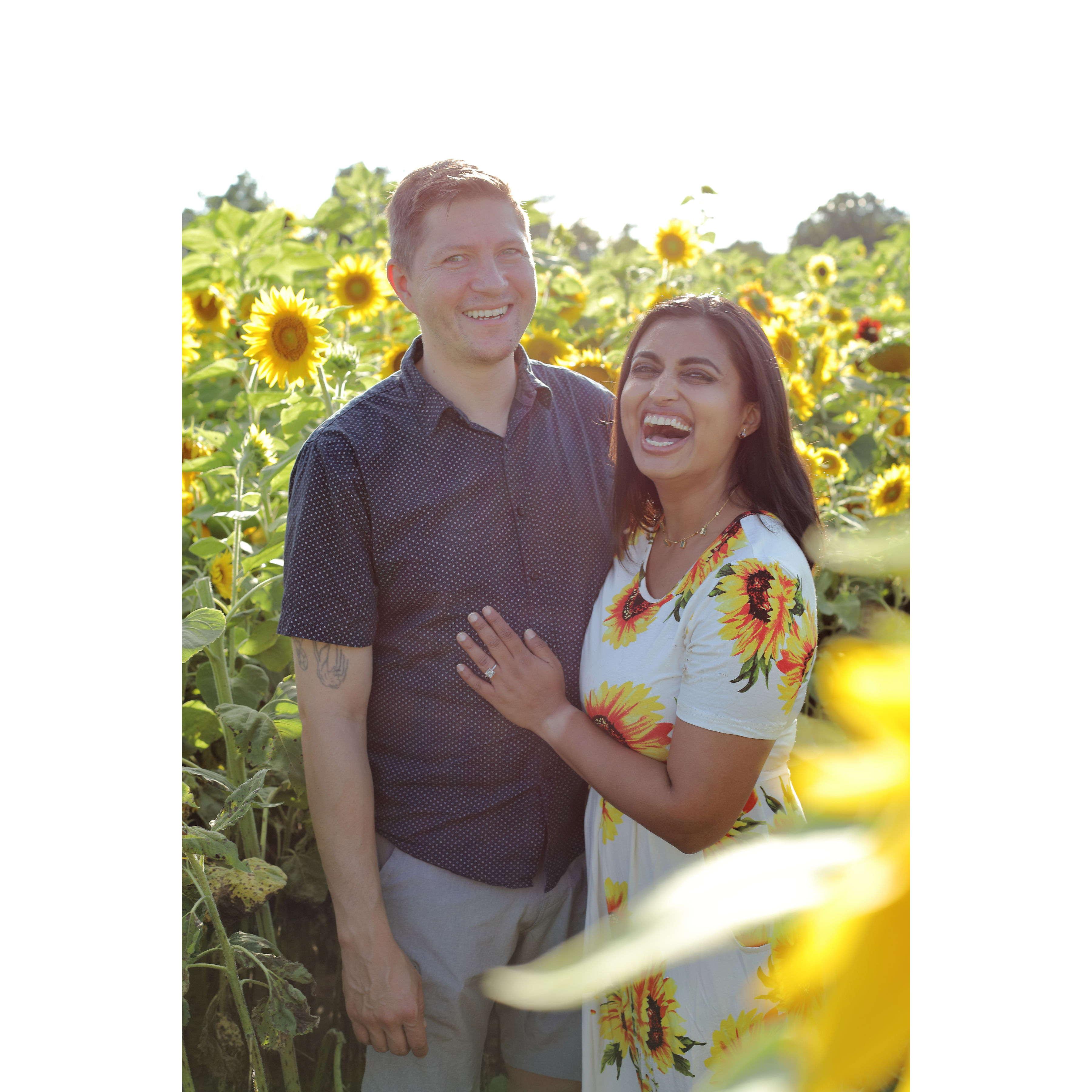Sunflower sunshine