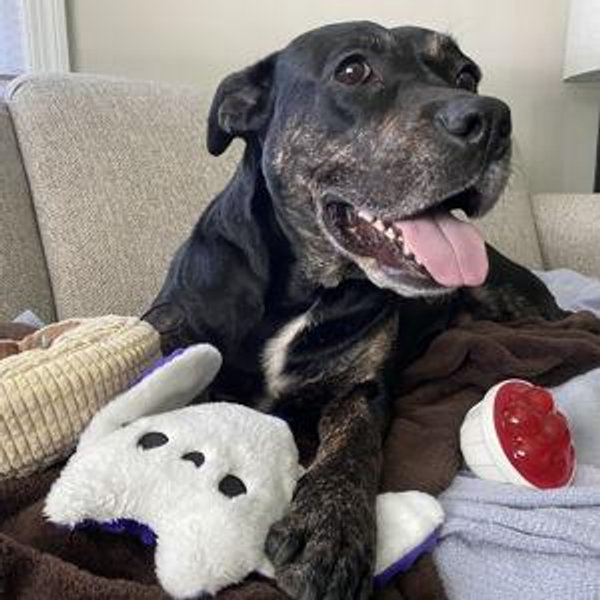 Parcha's Toy & Treat Fund