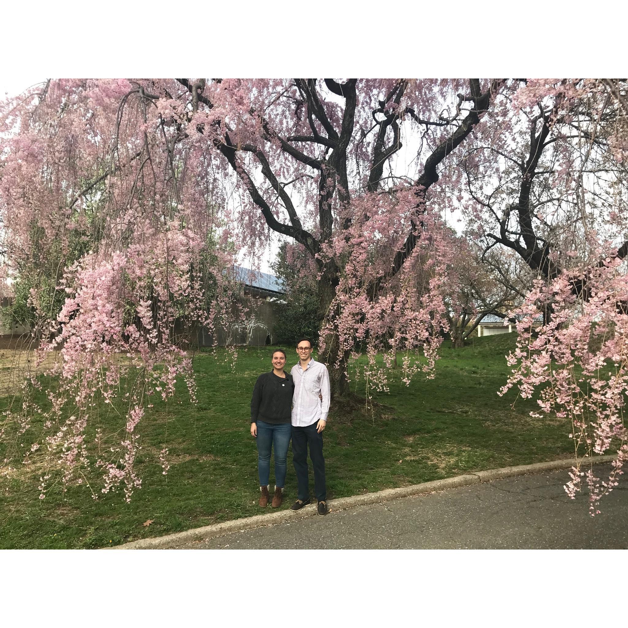 Bronx, NYC, Botanical Gardens Spring 2019.
