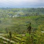 Tegalalang Rice Terrace