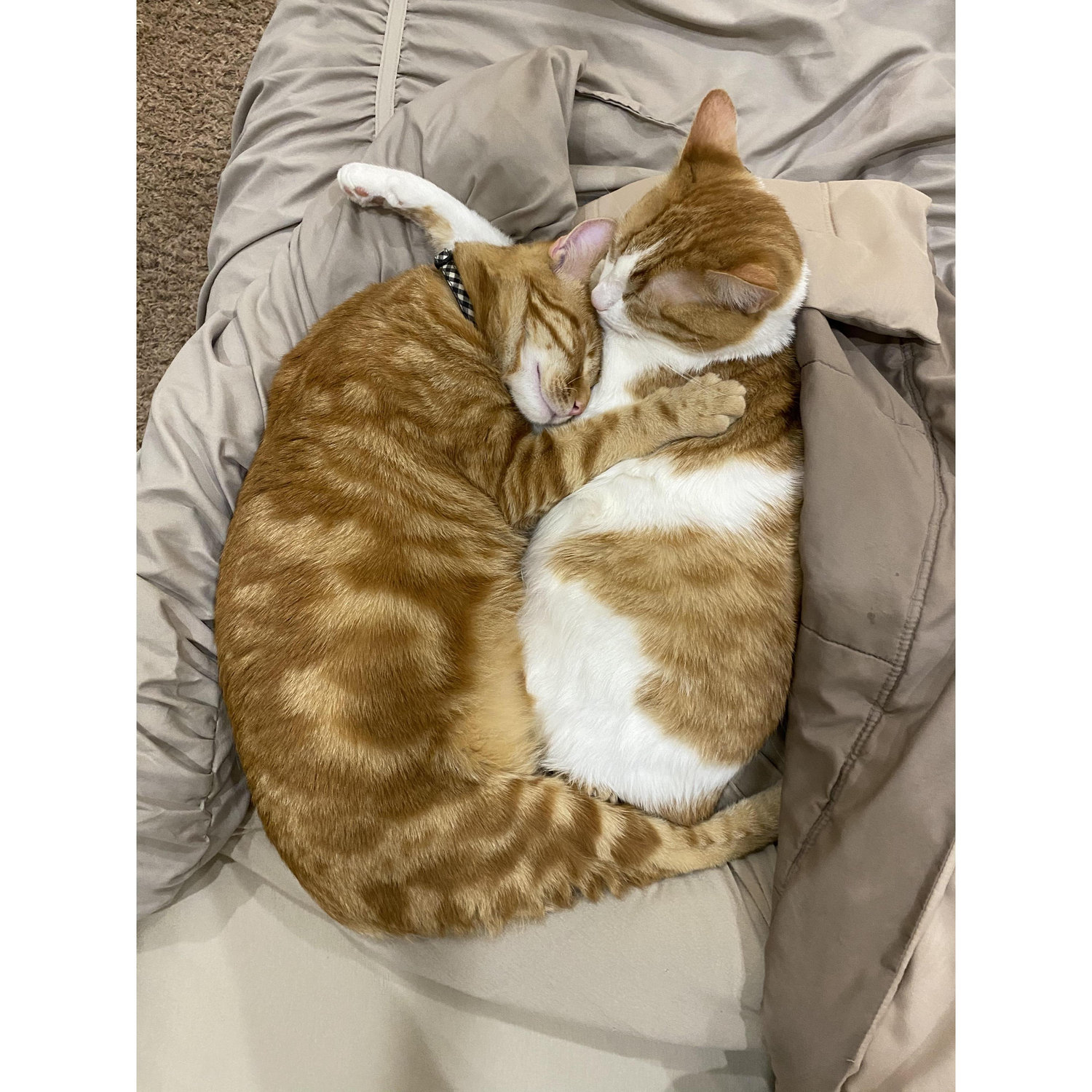The cats we have loved together