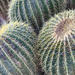 Desert Botanical Garden