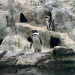 Pueblo Zoo