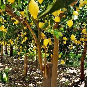 Amalfi Lemon Tour and Tasting