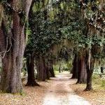Old Live Oak Cemetery