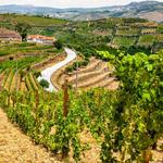 Tour de vinho pelo Vale do Douro