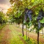 Piney Woods Wine Trail
