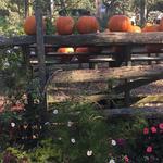 Morning Glory Farm