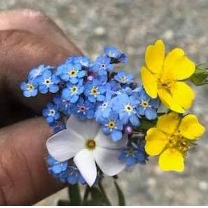 He had me a wildflowers