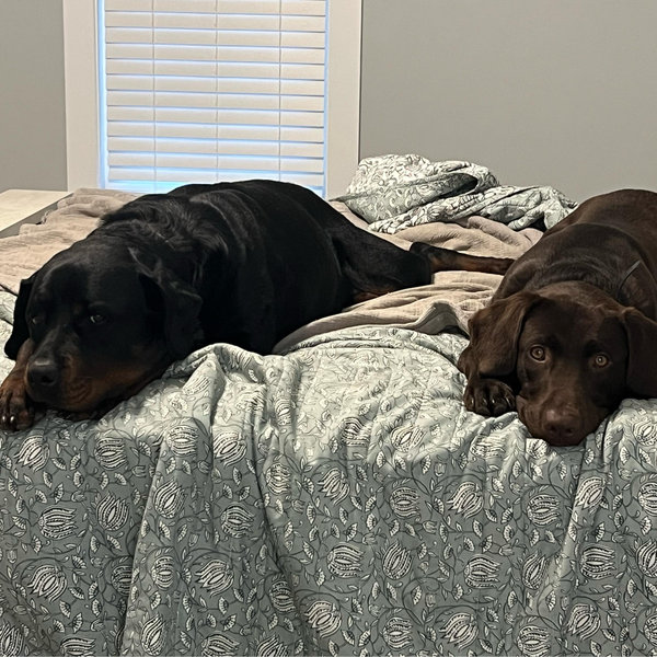 Dog Funds