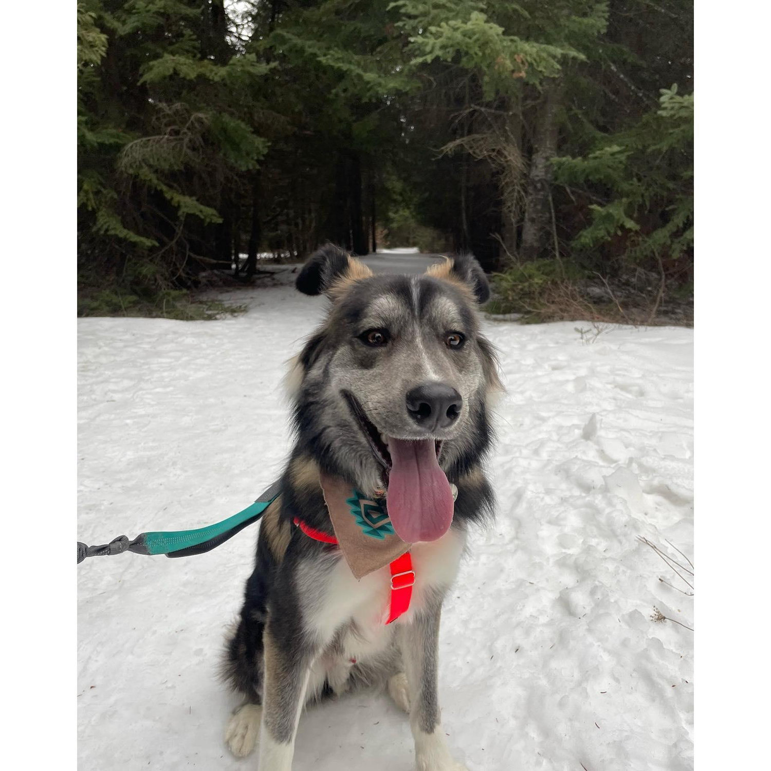 griz enjoying fresh snow, his favorite.