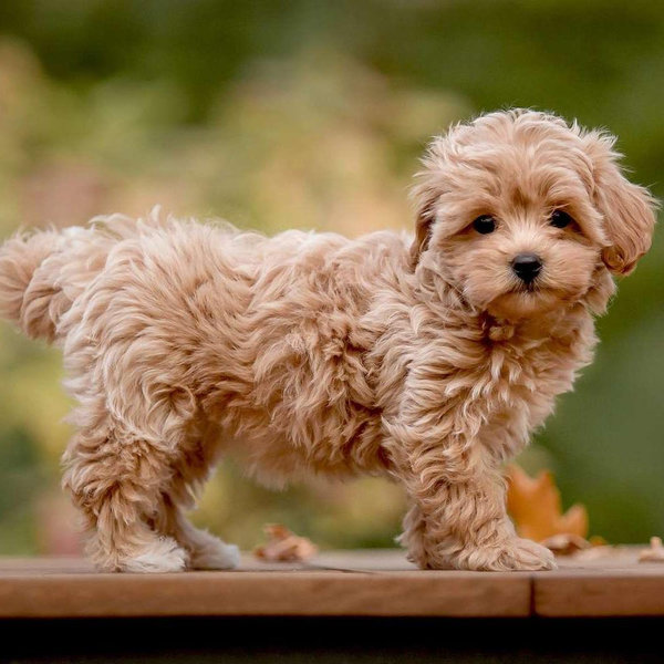 Our New Puppy!