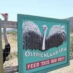Ostrichland USA