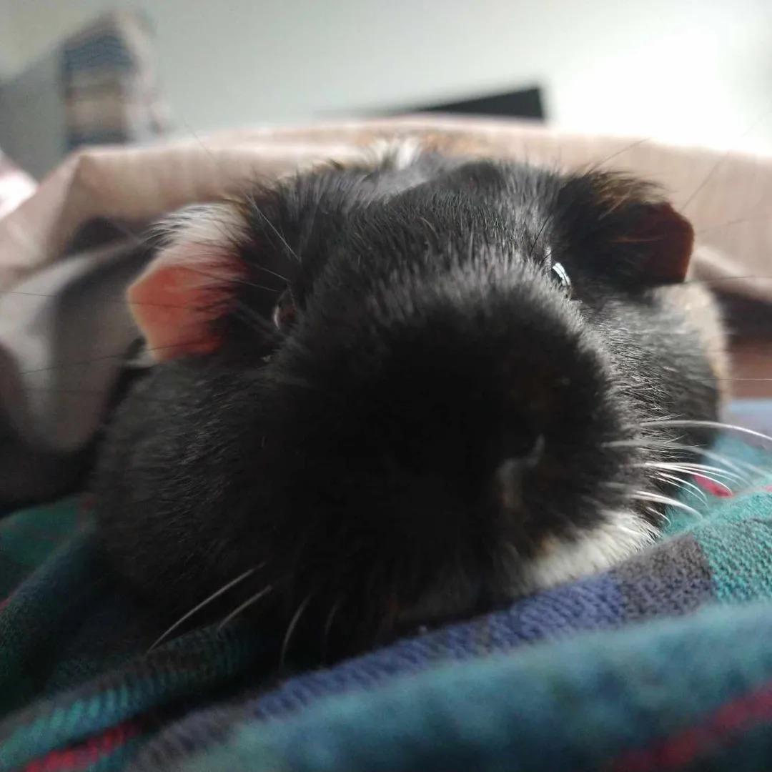 Our Ruby Roo