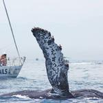 Cabo Sails